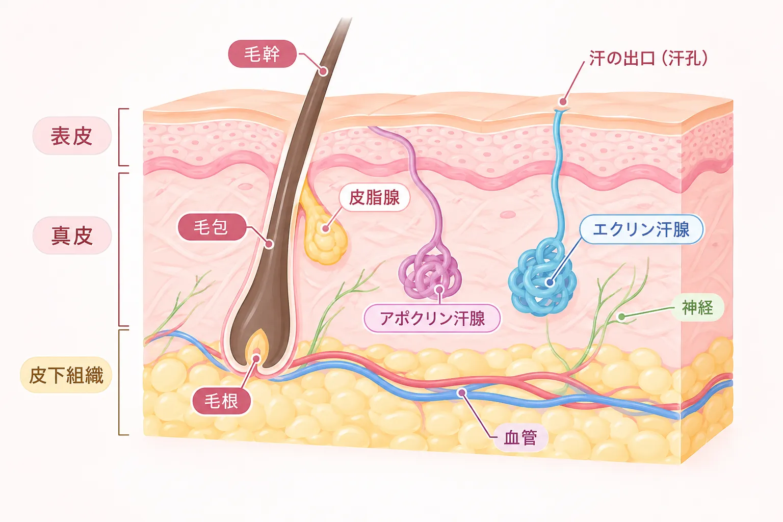 腋臭症（ワキガ）の説明